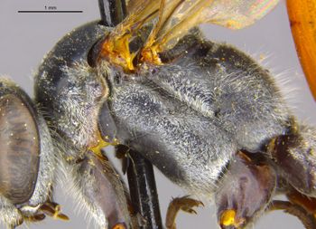 Media type: image;   Entomology 26664 Aspect: thorax lateral
